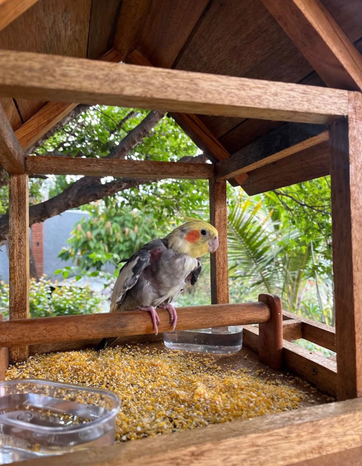 Jack, calopsita, em seu comedouro de madeira