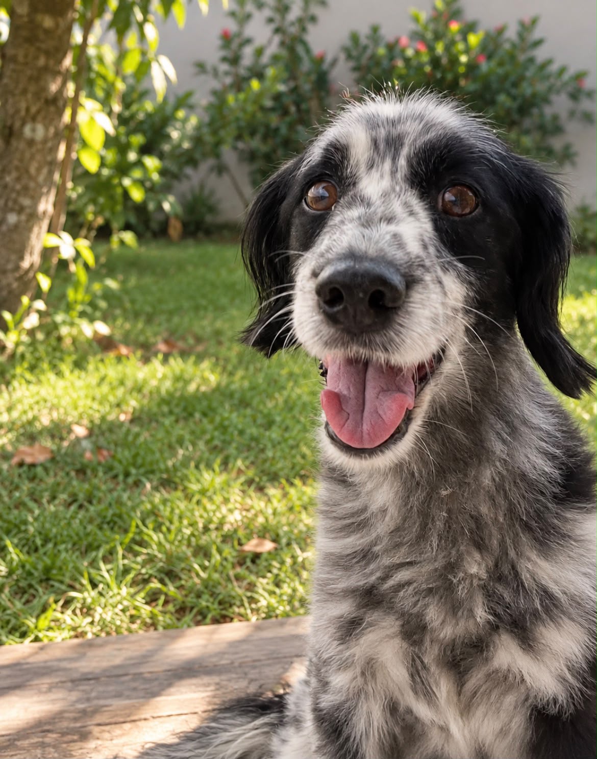 Bela, cachorra preta e branca, no jardim