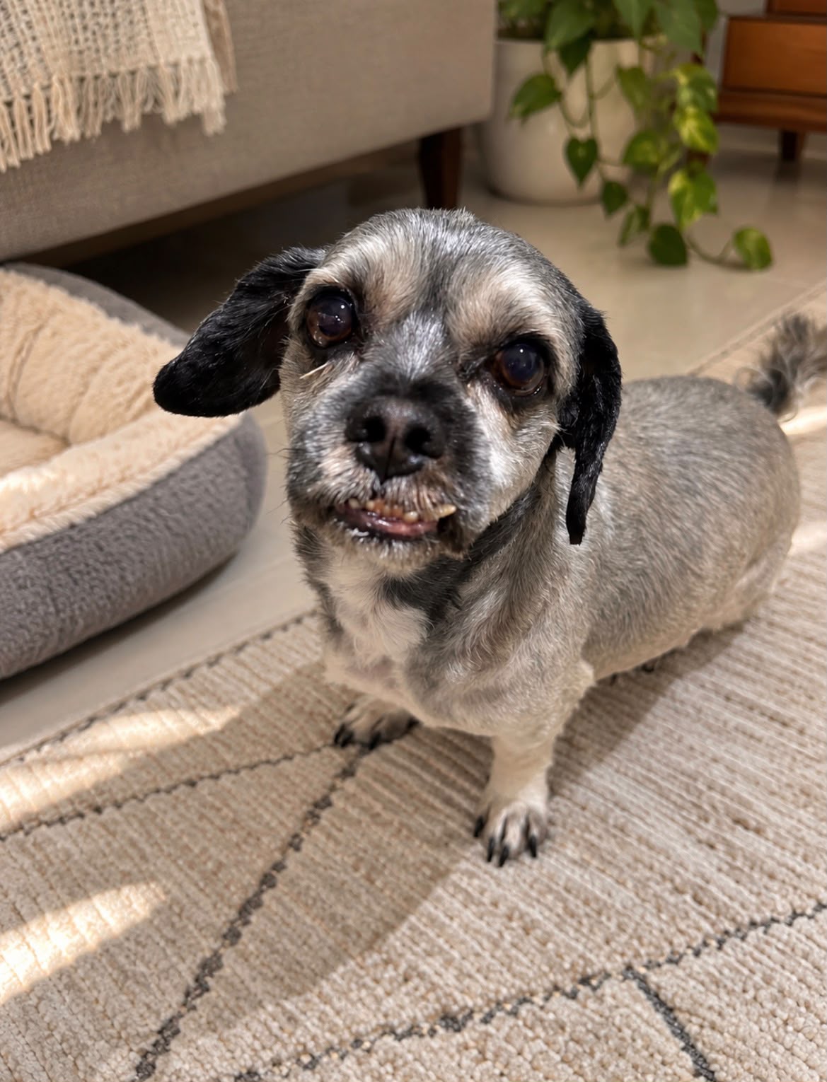 Bob, cachorrinho pequeno cinza, na sala